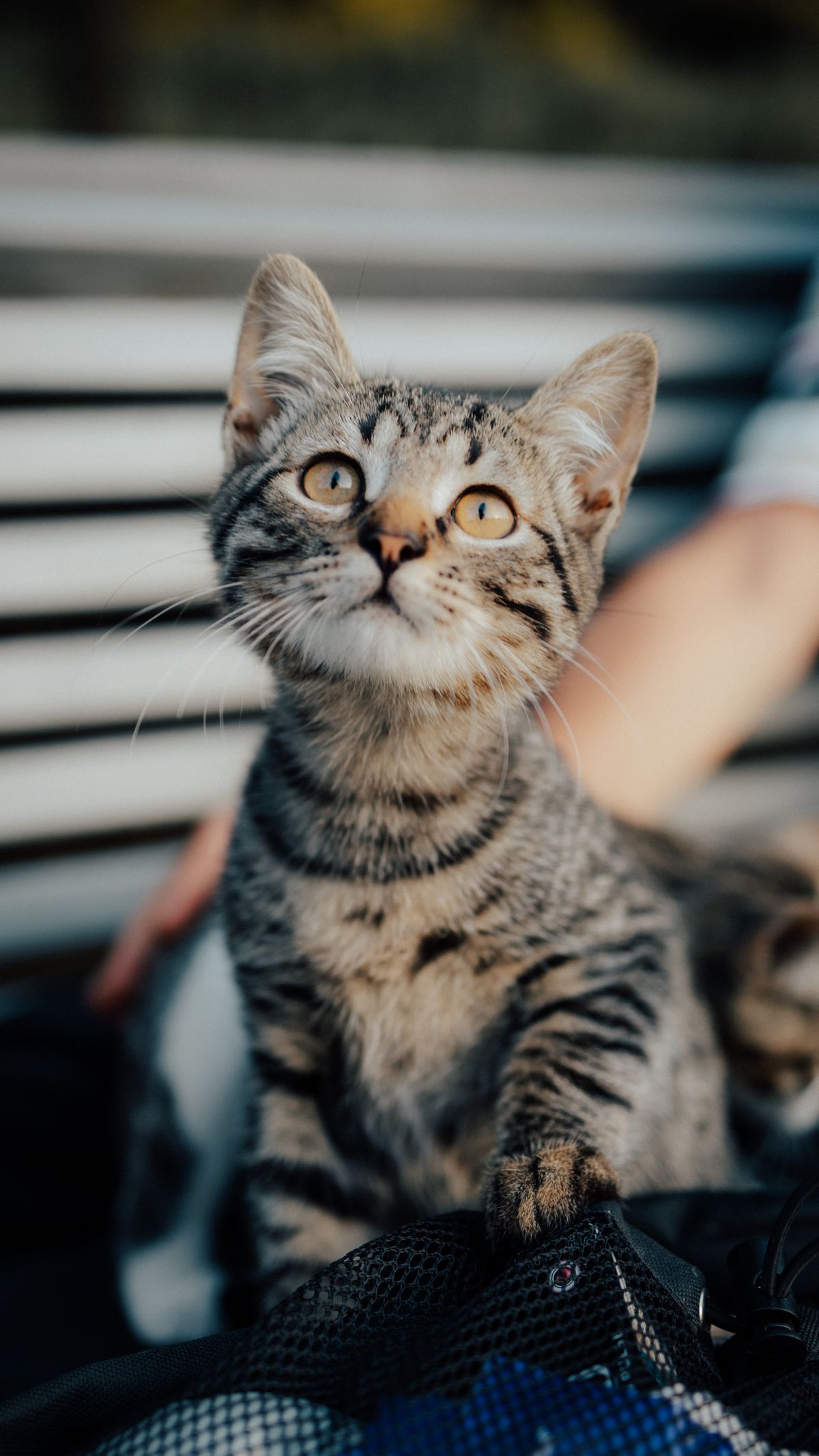 抱っこされる猫