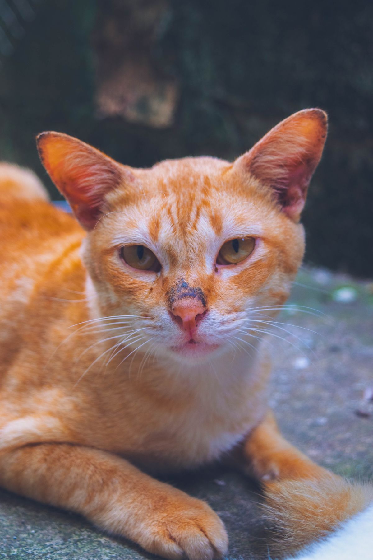 くつろぐ猫