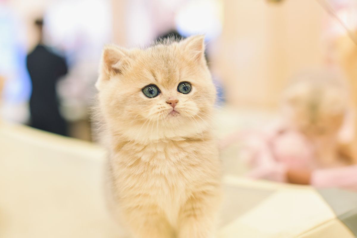 なでられる猫